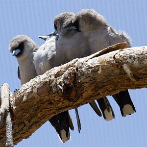 Black-faced Woodswallows