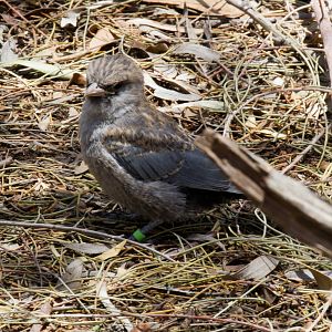 Black-faced Woodswallow chick
