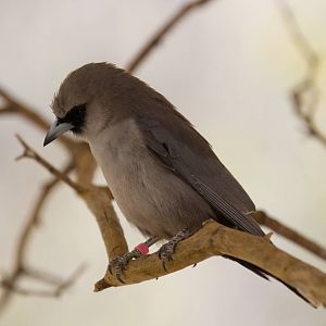 Black-faced Woodswallow