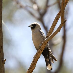 Black-faced Woodswallow