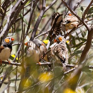 Zebra Finches