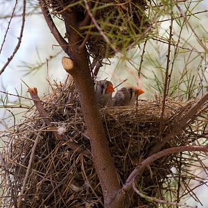 Zebra Finches