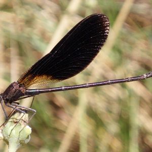 Copper Demoiselle (Calopteryx haemorrhoidalis)