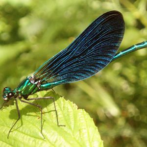 Beautiful Demoiselle (Calopteryx virgo)