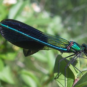 Western Demoiselle (Calopteryx xanthostoma)