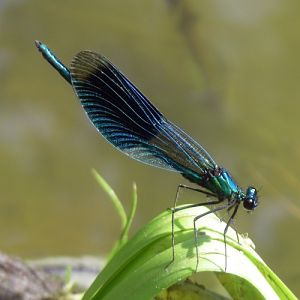 Banded Demoiselle (Calopteryx splendens)