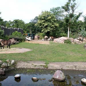 Magdeburg Zoo - Africambo (Savannah)
