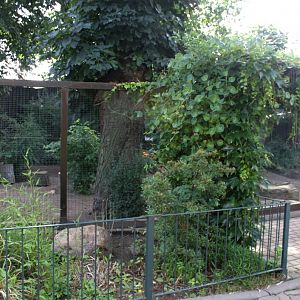 Magdeburg Zoo - Bat-eared fox exhibit