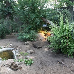 Magdeburg Zoo - Bat-eared fox exhibit