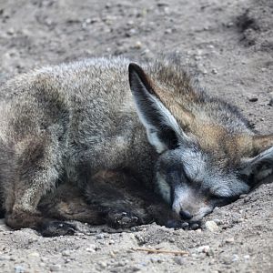 Magdeburg Zoo - Bat-eared fox