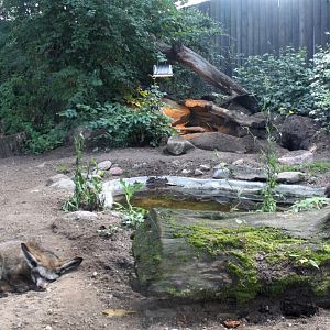 Magdeburg Zoo - Bat-eared fox exhibit