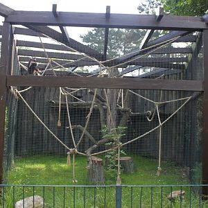 Magdeburg Zoo - Gibbon exhibit