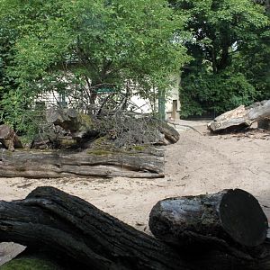 Magdeburg Zoo - Warthog exhibit