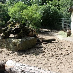 Magdeburg Zoo - Warthog exhibit