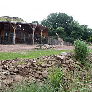 Magdeburg Zoo - Africambo (Giraffe)