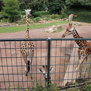 Magdeburg Zoo - Africambo (Giraffe)