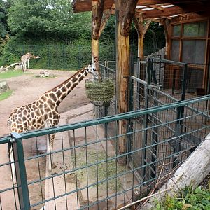 Magdeburg Zoo - Africambo (Giraffe)