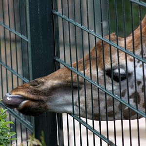 Magdeburg Zoo - Africambo (Giraffe)