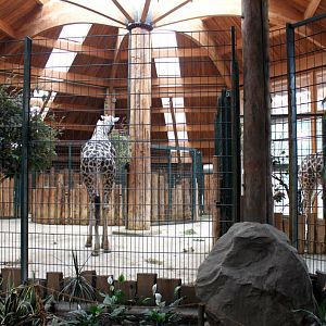 Magdeburg Zoo - Africambo (Giraffe House)