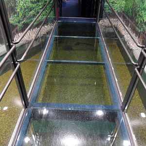 Ray tank with glass bridge