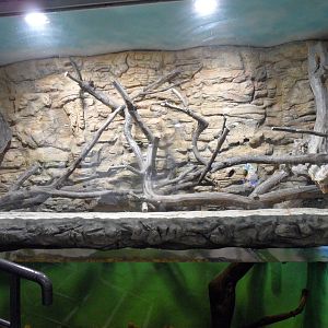Nile monitor exhibit
