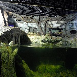 Asian small-clawed otter exhibit