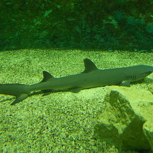 White-tipped reef shark
