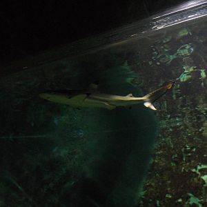 Black-tipped reef shark