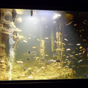 Malawi cichlids