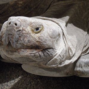 African spurred tortoise