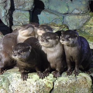 Asian small-clawed otters