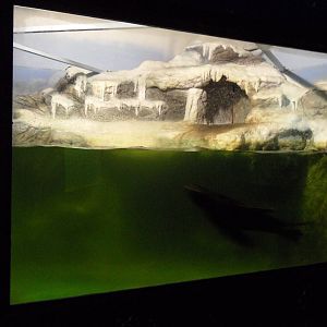 South american fur seal exhibit