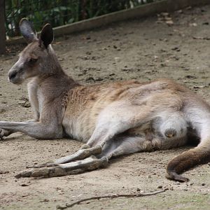 Kangaroo ID