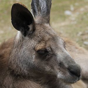 Kangaroo ID