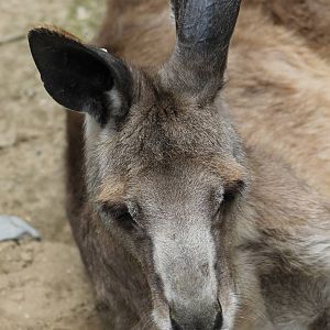 Kangaroo ID