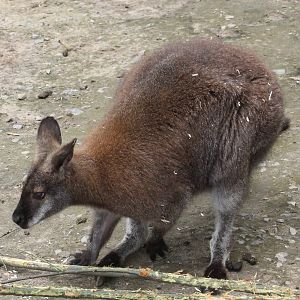 IMG_2095_rednecked_wallaby_subspecies