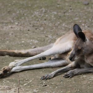 Kangaroo ID
