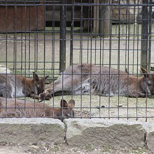 Rednecked wallaby subspecies ID