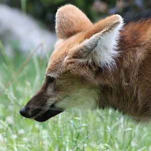 Maned wolf
