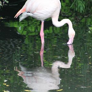European flamingo