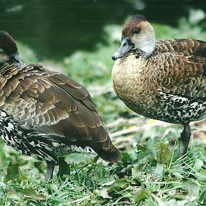 Cuban Whistling Ducks 20th May 2013