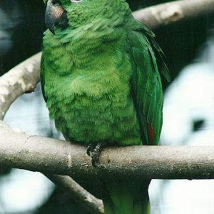 Yellow-crowned Amazon 20th May 2013