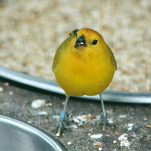 Help required with this weaver please 20th May 2013