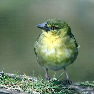 Village Weaver 20th May 2013