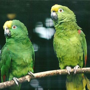 Yellow-crowned Amazons 21st May 2013