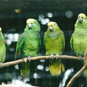 Yellow-crowned Amazons 21st May 2013
