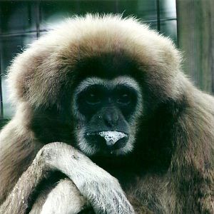 Lar Gibbon 21st May 2013