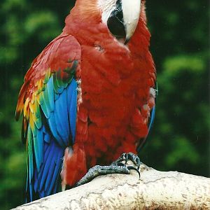 Green-winged x Scarlet Macaw 21st May 2013