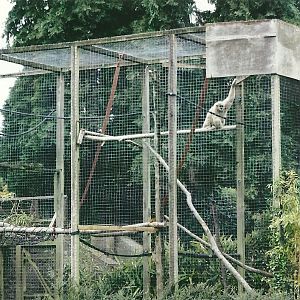 Lar Gibbon exhibit 21st May 2013