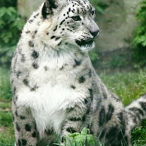 Snow Leopard 21st May 2013